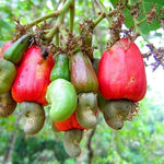 Tropical cashew seeds for outdoor garden