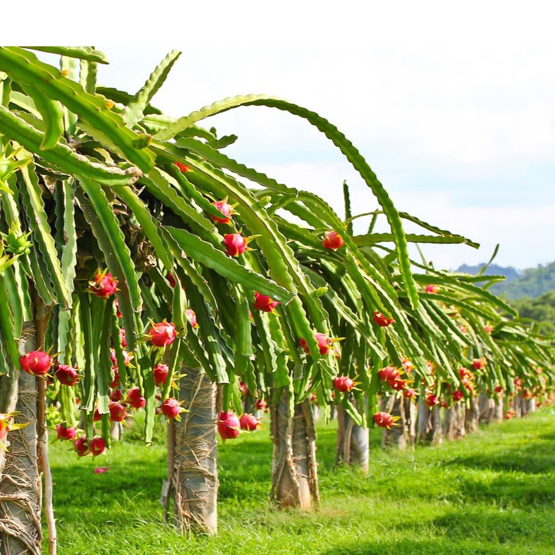 Non-GMO tropical dragon fruit seeds for gardeners