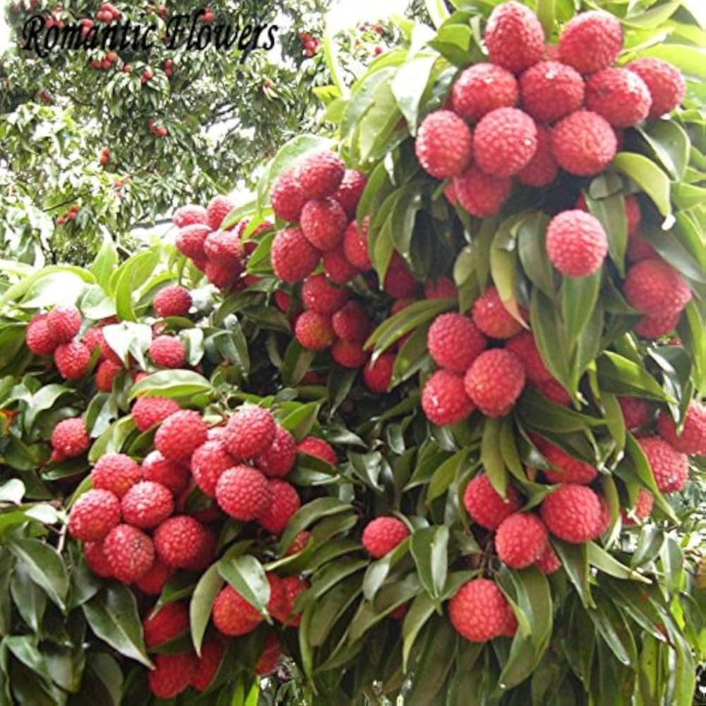 Tropical Lychee Fruit Tree Seeds Litchi Chinensis
