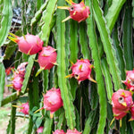 Tropical garden dragon fruit seeds Hylocereus Undatus variety