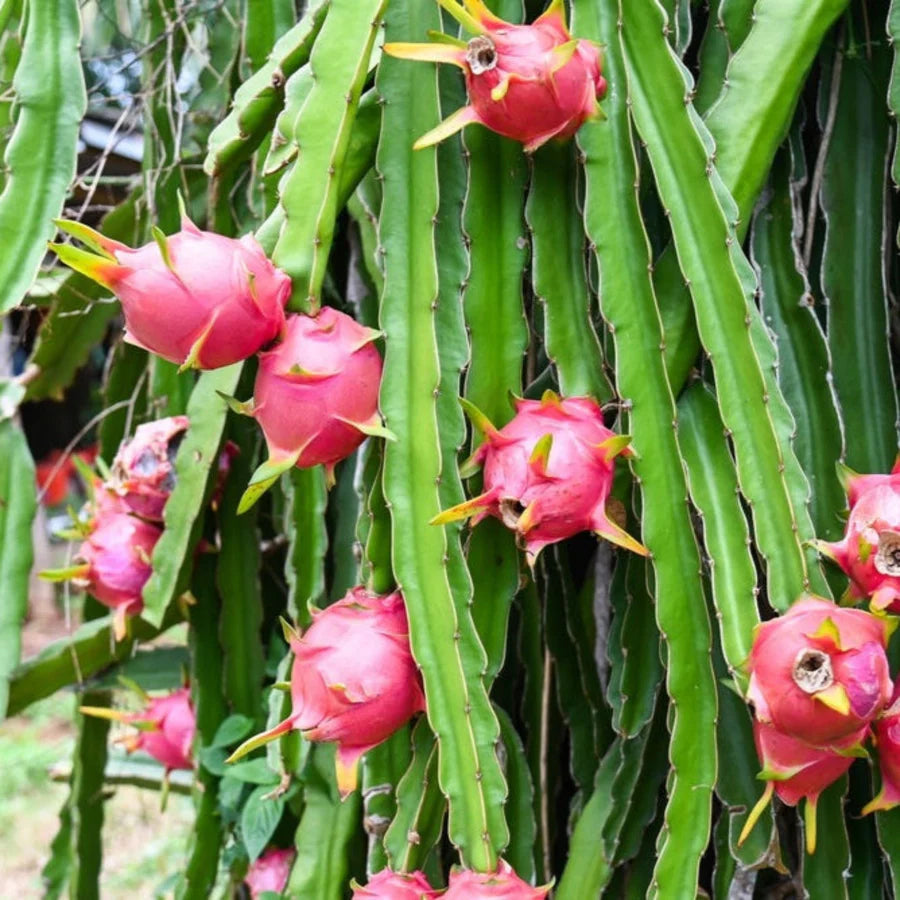 Tropical garden dragon fruit seeds Hylocereus Undatus variety