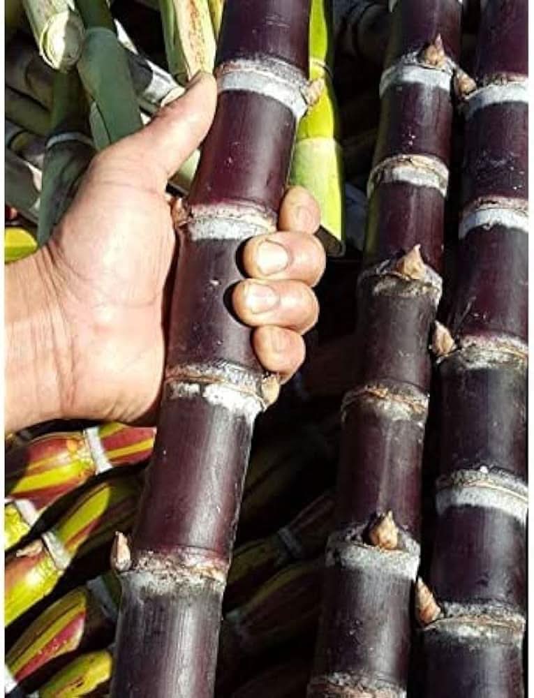 Tropical garden with sugarcane plants growing for home gardening