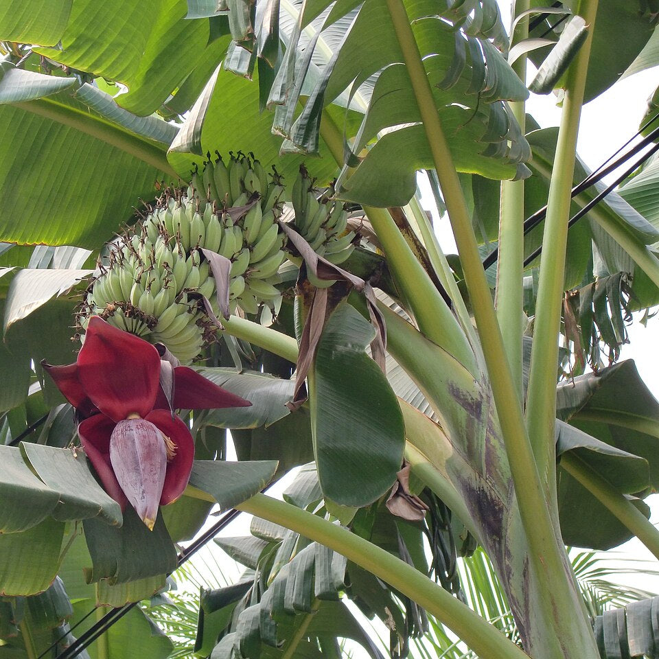 Tropical green plantain seeds suitable for outdoor planting