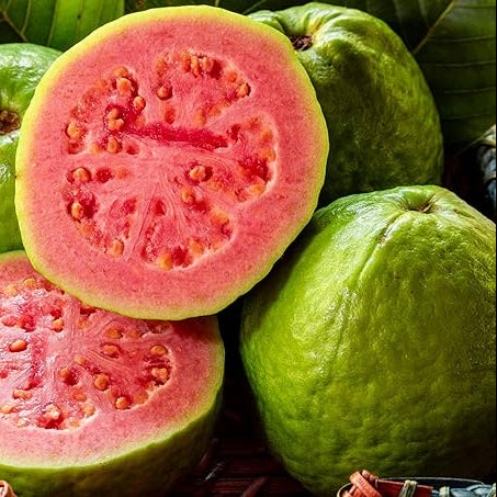 Tropical guava seeds for warm climate planting