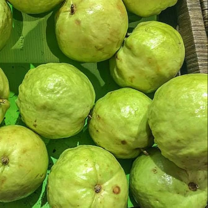 Tropical guava seeds indoor and outdoor cultivation