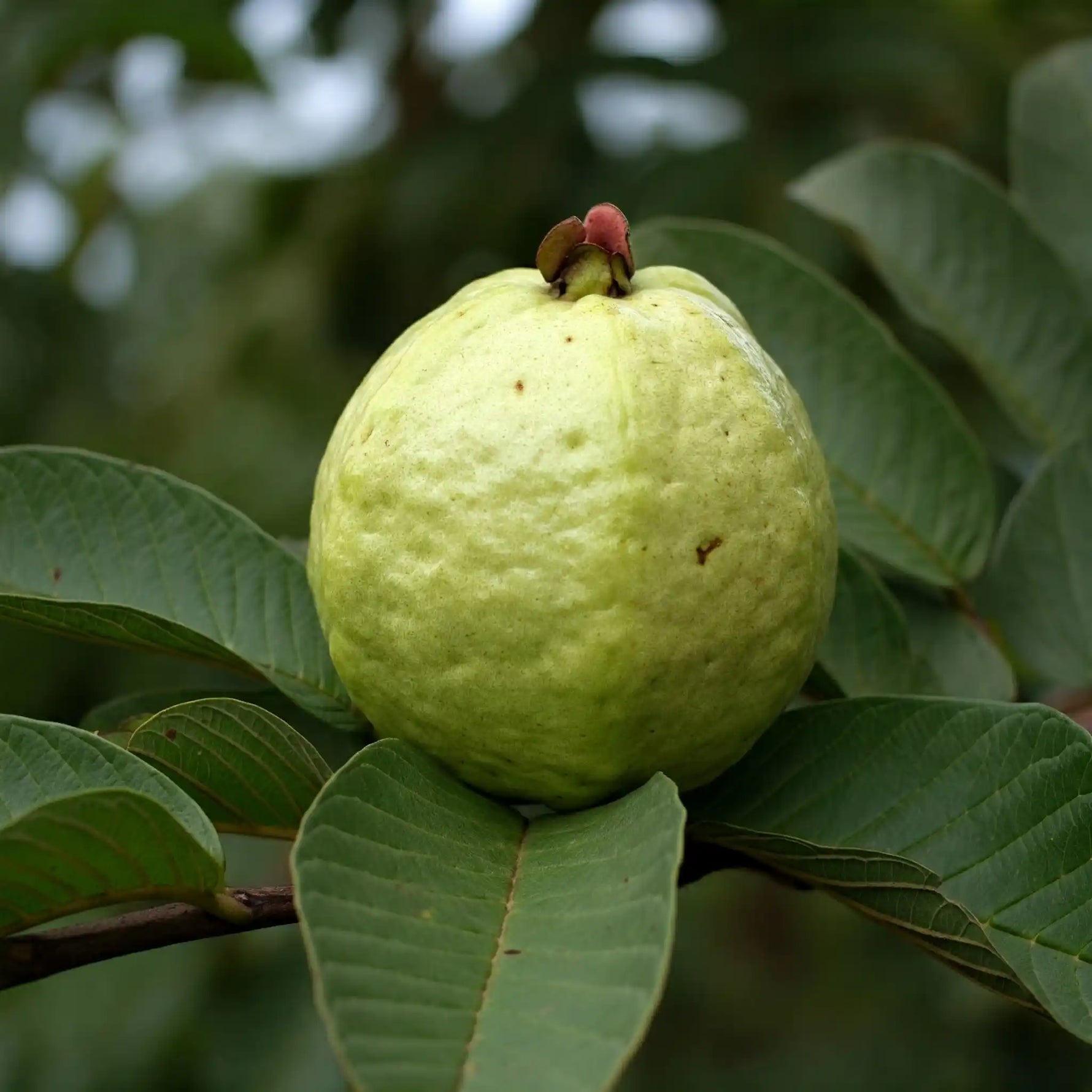 Tropical guava seeds for warm climate growing and patio gardens