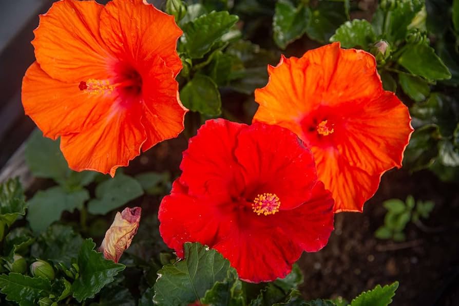 Tropical Hibiscus Seeds Non-GMO for Outdoor Planting