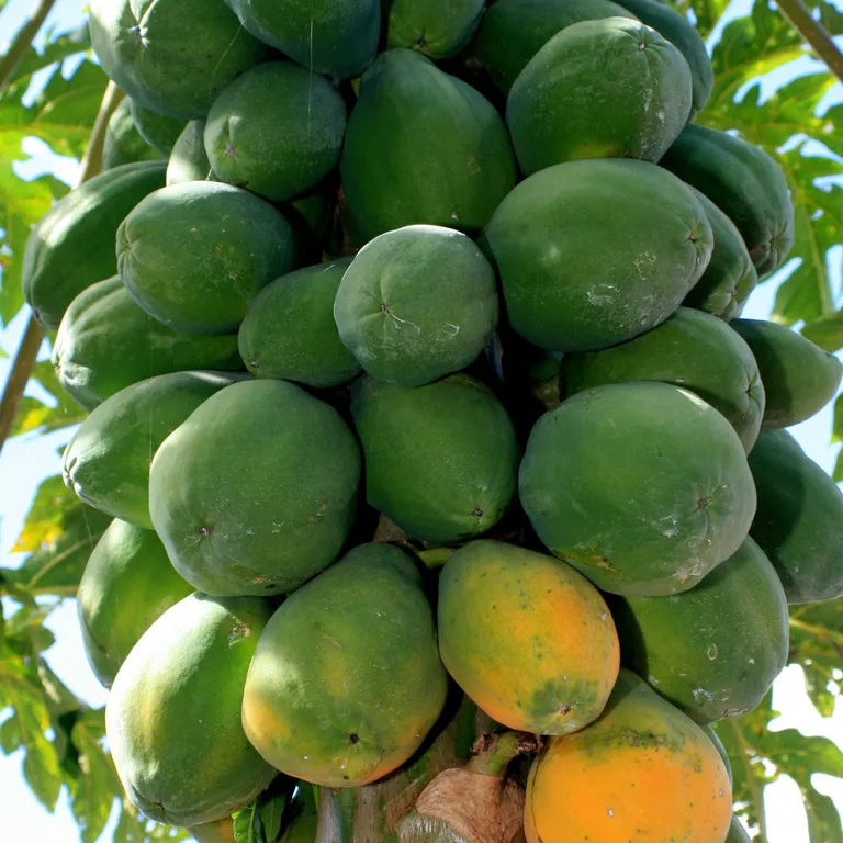 Tropical indoor papaya plant seeds for warm climate gardening