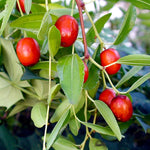 tropical jujube tree grown from ziziphus seeds