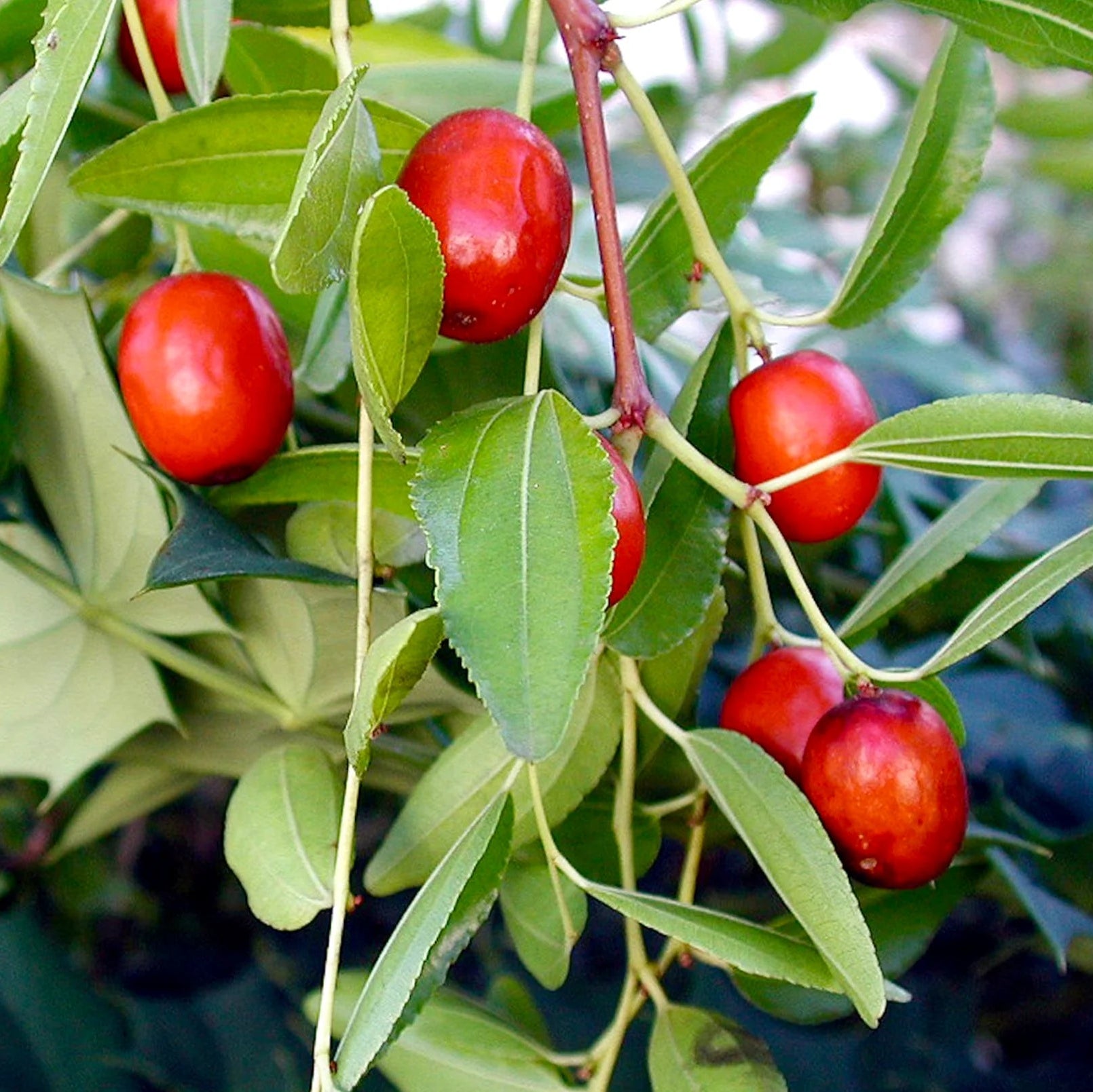 tropical jujube tree grown from ziziphus seeds