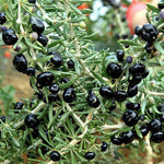 Tropical Kiwano rare plant seeds for garden landscapes