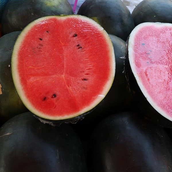 High germination Kiwano seeds for vigorous growth