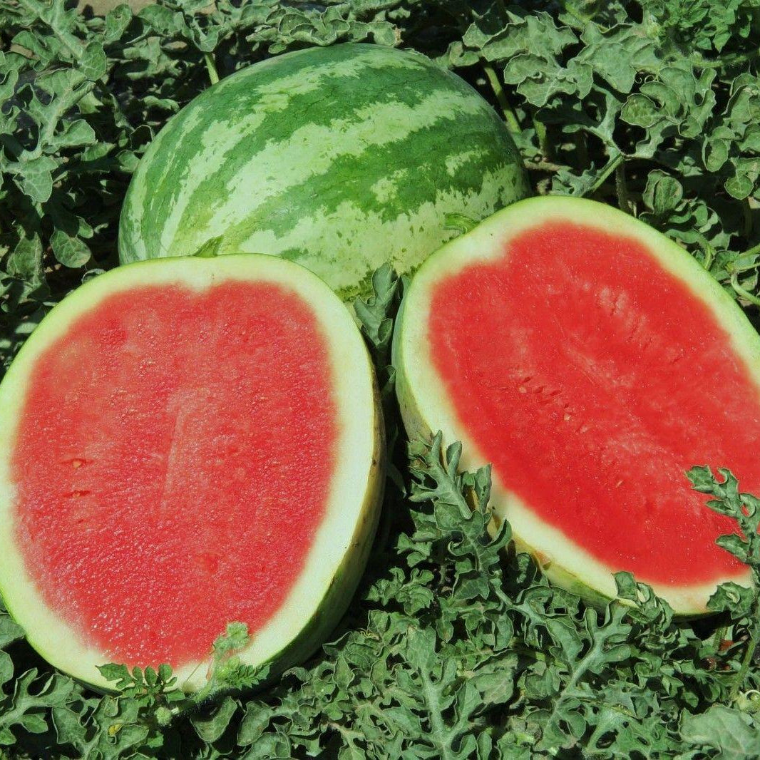 Tropical Kiwano seeds for unique garden landscape design