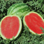 Tropical Kiwano seeds for unique garden landscape design