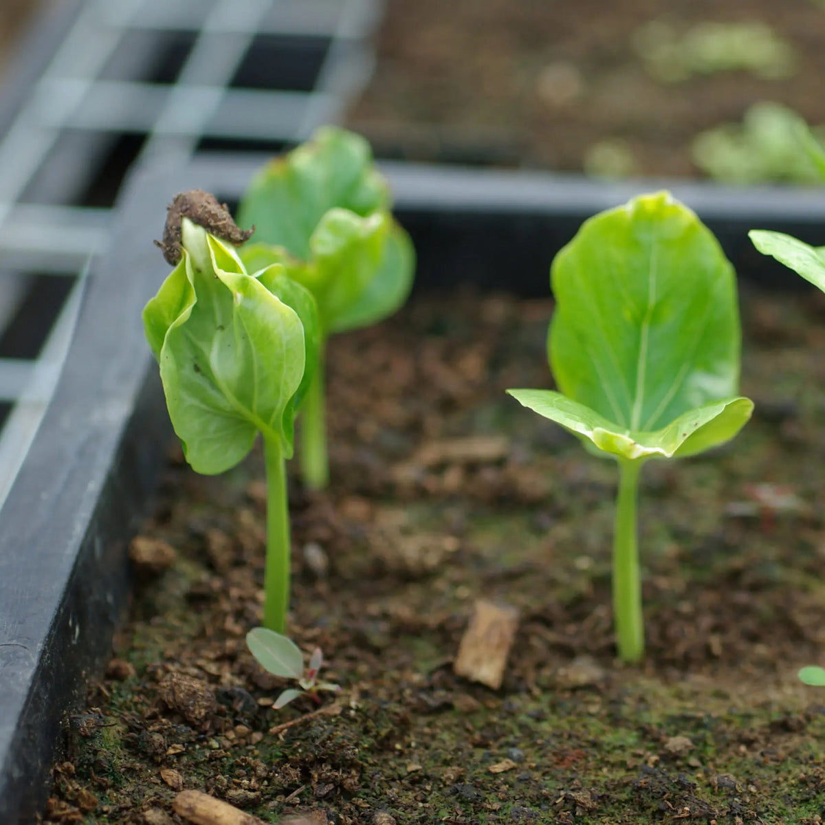 Spiky fruit Kiwano plant seeds for home gardening