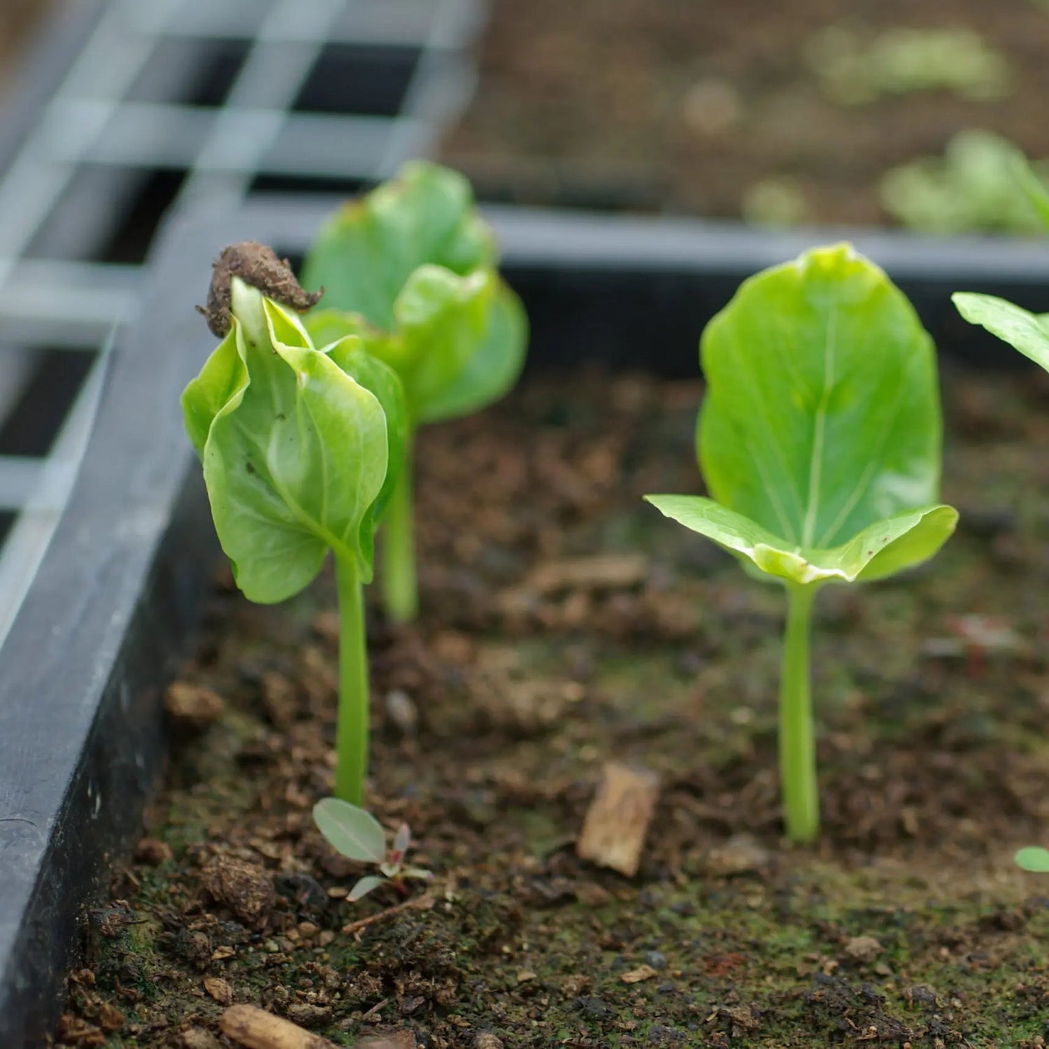 Spiky fruit Kiwano plant seeds for home gardening