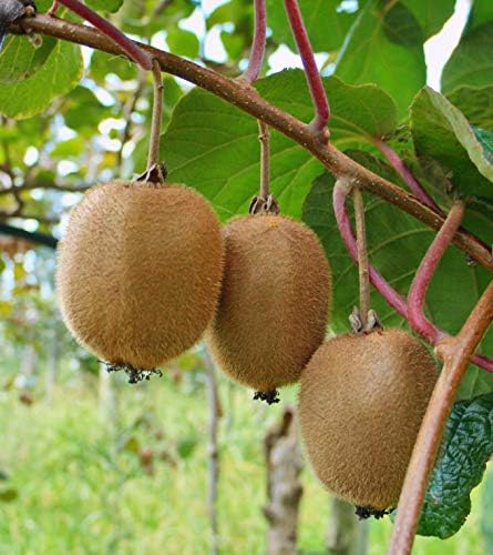 Tropical kiwi vine seeds for outdoor garden