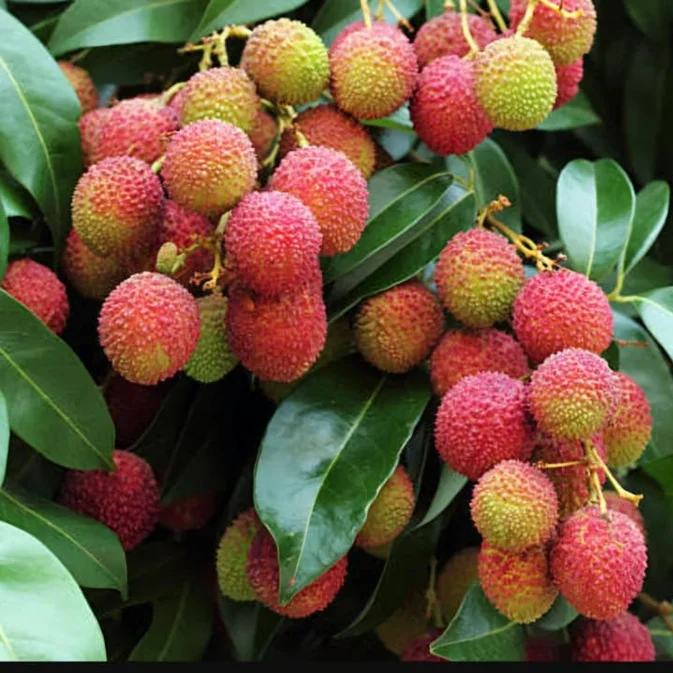 Tropical Leeche seeds suitable for warm climate gardens