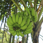 Light Green Banana plant grown from seeds tropical variety