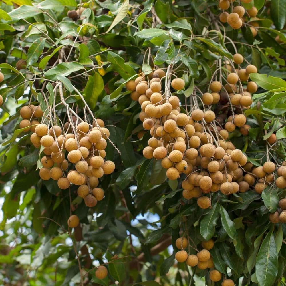 Tropical Longan Fruit Tree Seeds Dimocarpus
