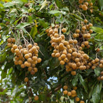 Tropical Longan Fruit Tree Seeds Dimocarpus