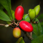 Tropical Miracle Fruit plant seeds for backyard and garden