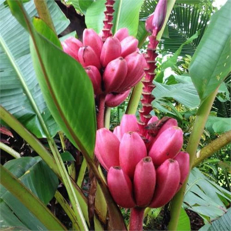 Musa velutina plant with tropical foliage grown from seeds