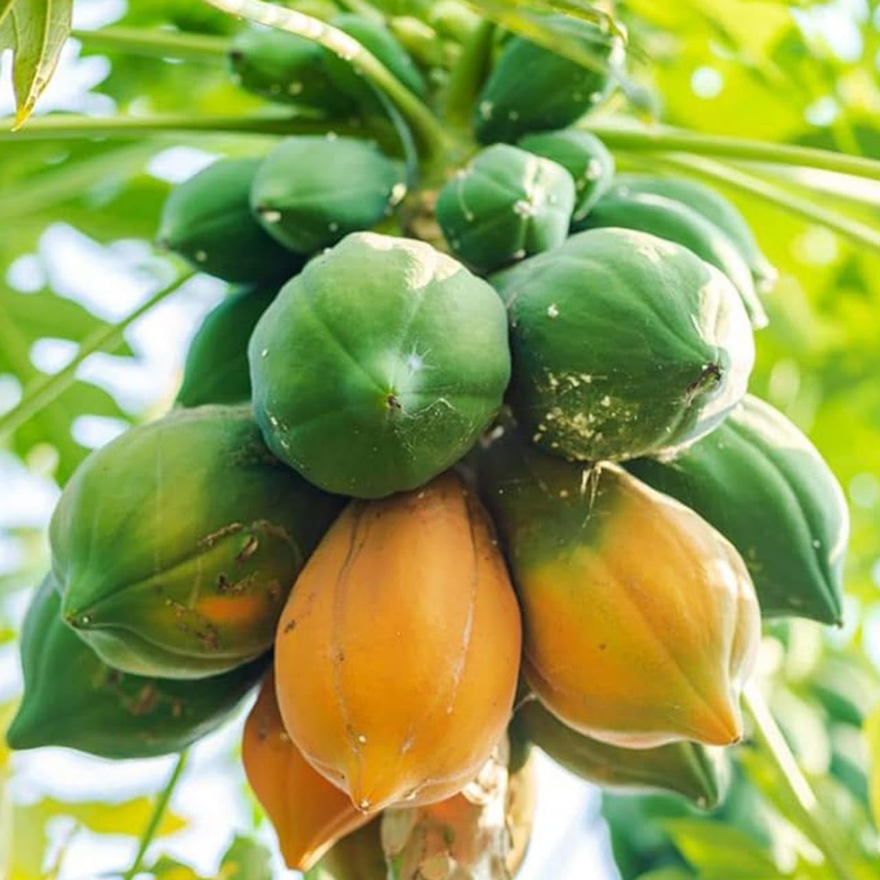 Non GMO tropical papaya bonsai seeds for indoor and patio growing