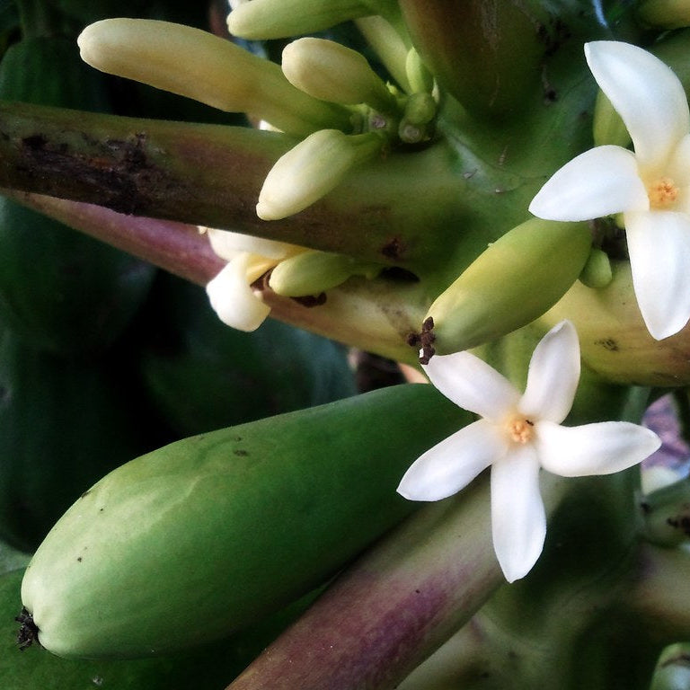 Tropical papaya plant seeds for home gardening pots