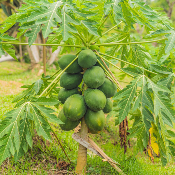 Tropical Papaya seeds suitable for greenhouse growing