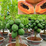Tropical papaya seeds for home garden growers