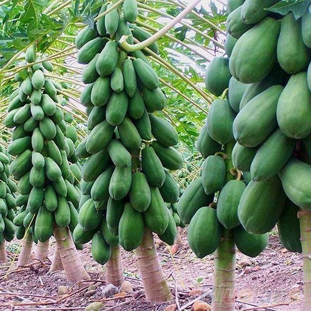 Tropical Maradol Papaya seeds for gardening
