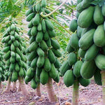 Tropical Maradol Papaya seeds for gardening