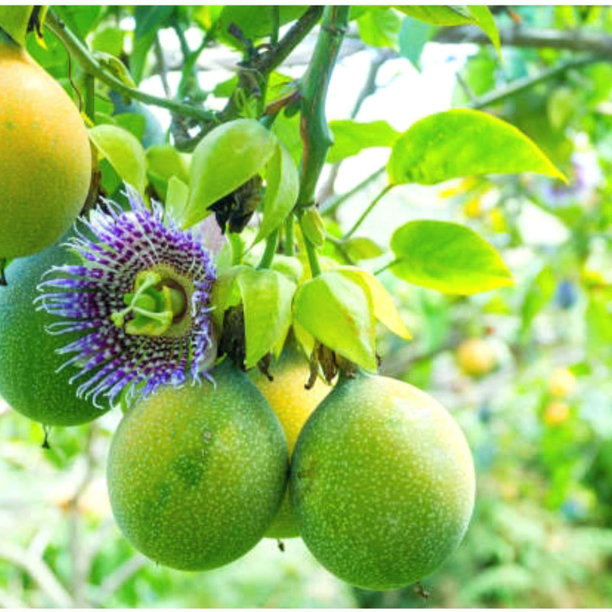 Tropical passion fruit seeds for planting Passiflora edulis
