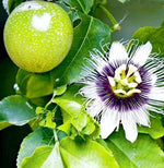 Tropical passionflower mixed seeds for garden trellis
