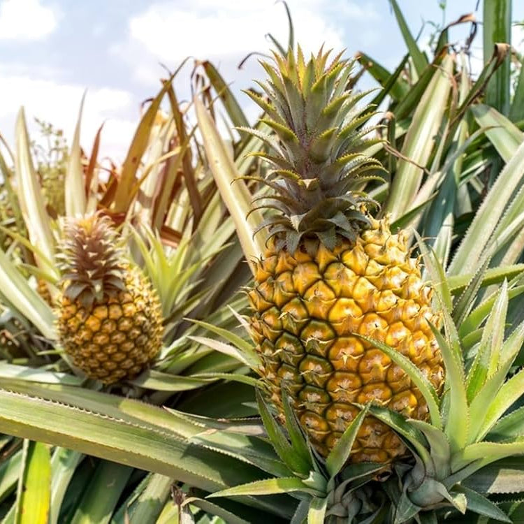 Tropical pineapple seeds for container and pot gardening