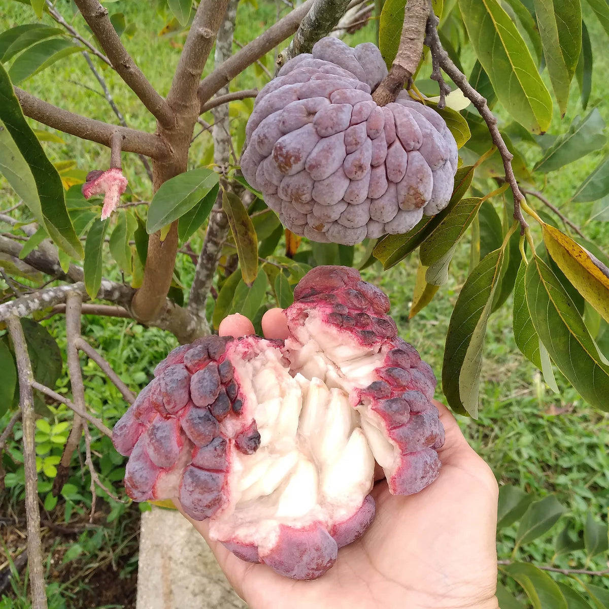 Tropical Purple Cherimoya tree seeds for backyard planting