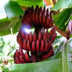 Tropical Red Banana plant grown from premium quality seeds