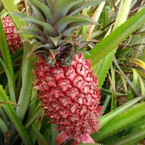 Tropical red pineapple plant seeds for gardening
