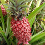 Tropical red pineapple plant seeds for gardening
