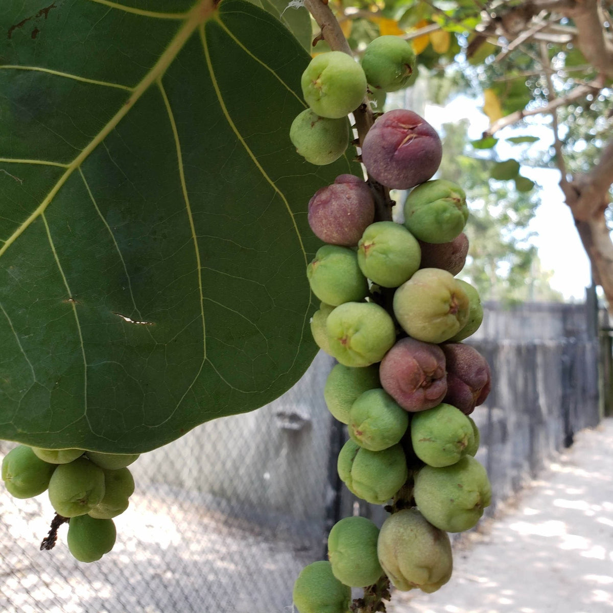 Tropical Seagrape seeds with high germination for warm climates