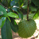 Tropical Soursop plant grown from seeds ideal for warm climate gardening
