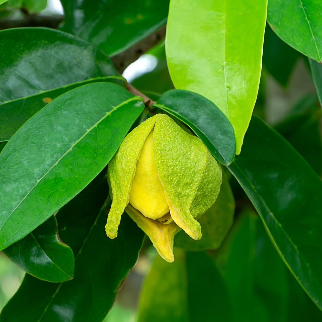Tropical soursop seeds to grow plants at home
