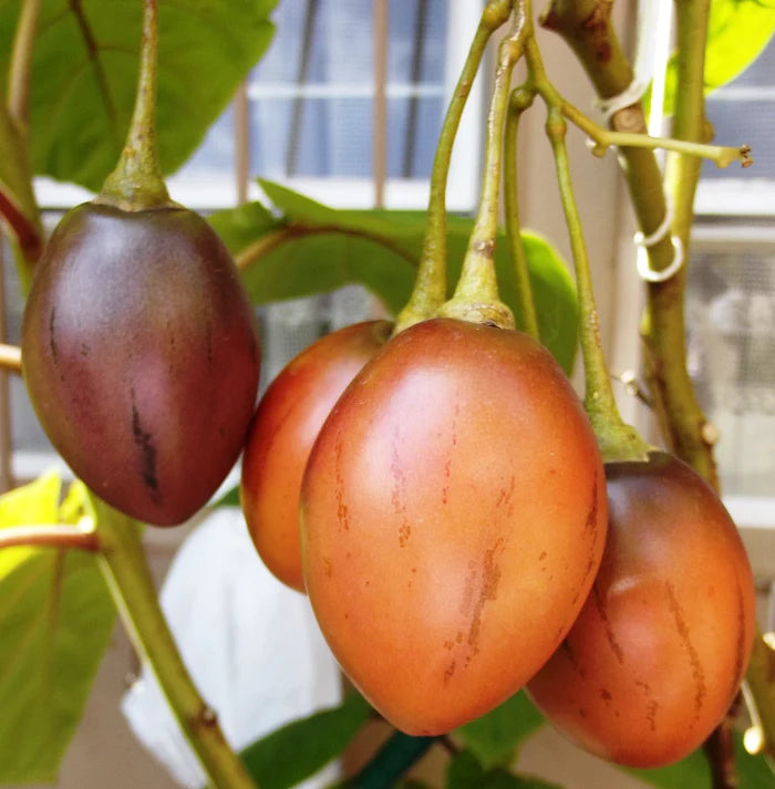 Tropical Tamarillo tree seeds for home garden planting