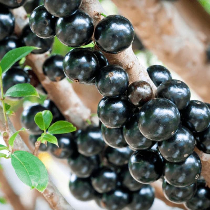 Tropical Jabuticaba tree seeds suitable for container planting