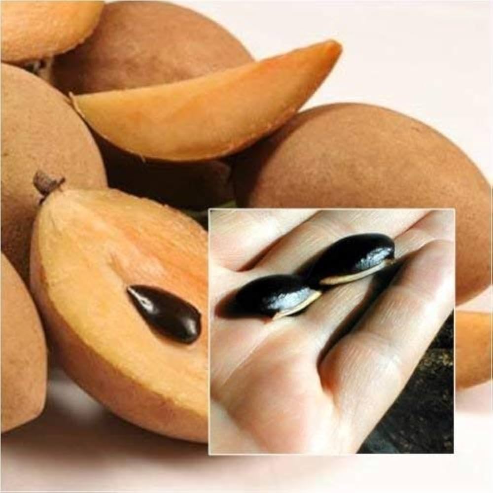 Tropical sapodilla tree grown from seeds in home landscape