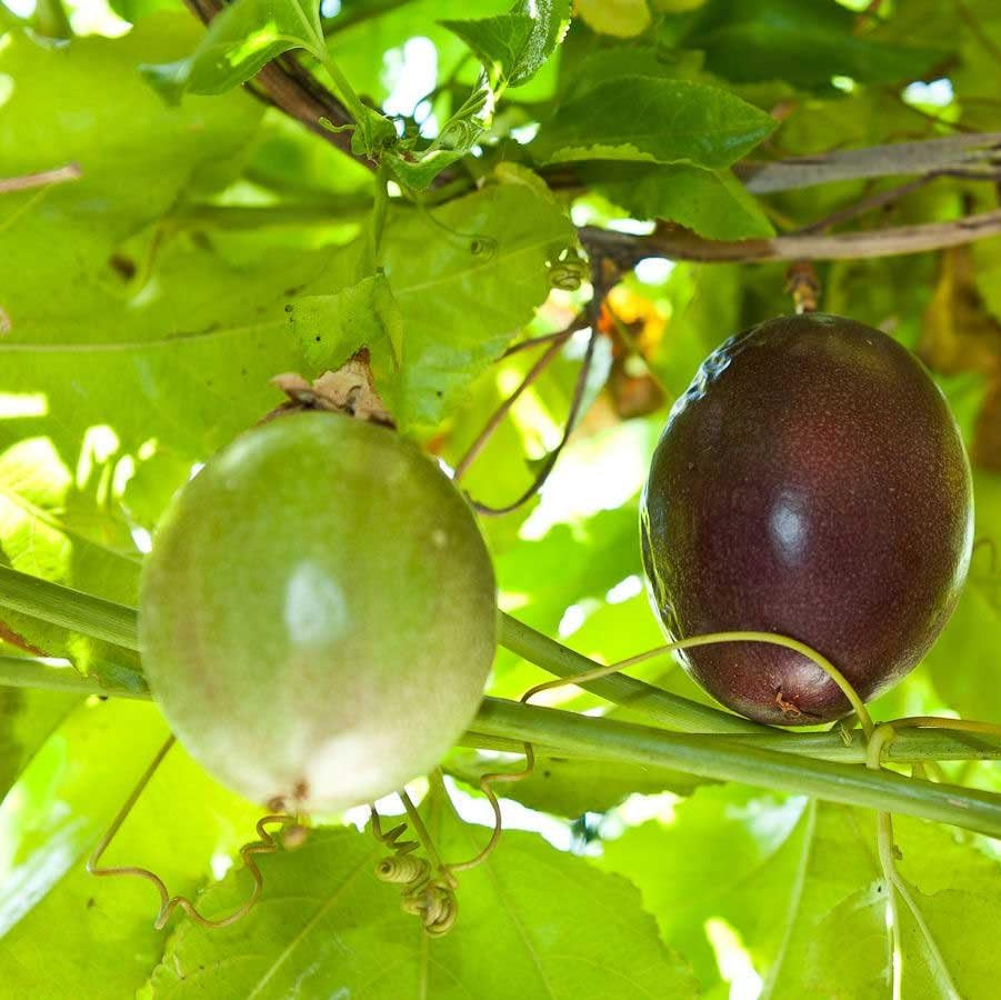Tropical vine Passiflora Edulis seeds for garden trellis