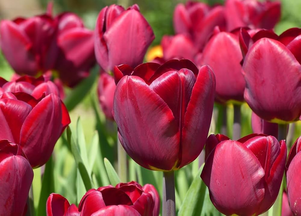True Tulip Bulbs (Not Seeds) – Classic Spring Bloomers for Vibrant Landscapes - Dharaseeds