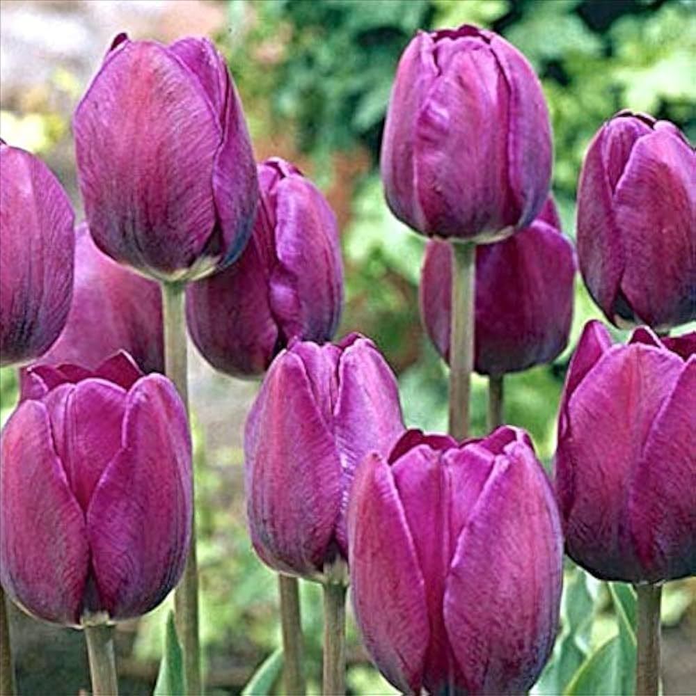 True Tulip Bulbs (Not Seeds) – Classic Spring Bloomers for Vibrant Landscapes - Dharaseeds