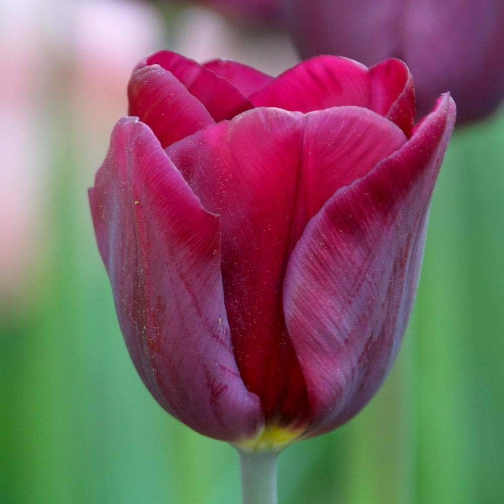 True Tulip Bulbs (Not Seeds) – Classic Spring Bloomers for Vibrant Landscapes - Dharaseeds